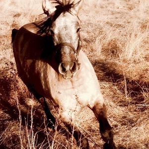 Meet your Posher, Ramona